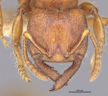 Media type: image;   Entomology 20375 Aspect: head frontal view